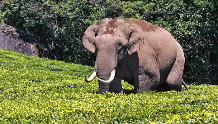 padayappa elephant