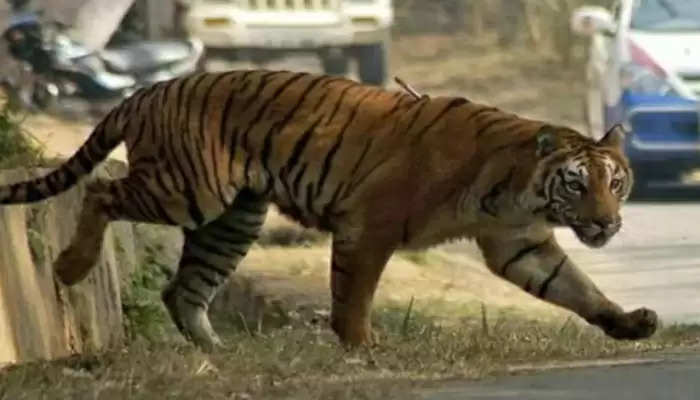 Tiger Atttack