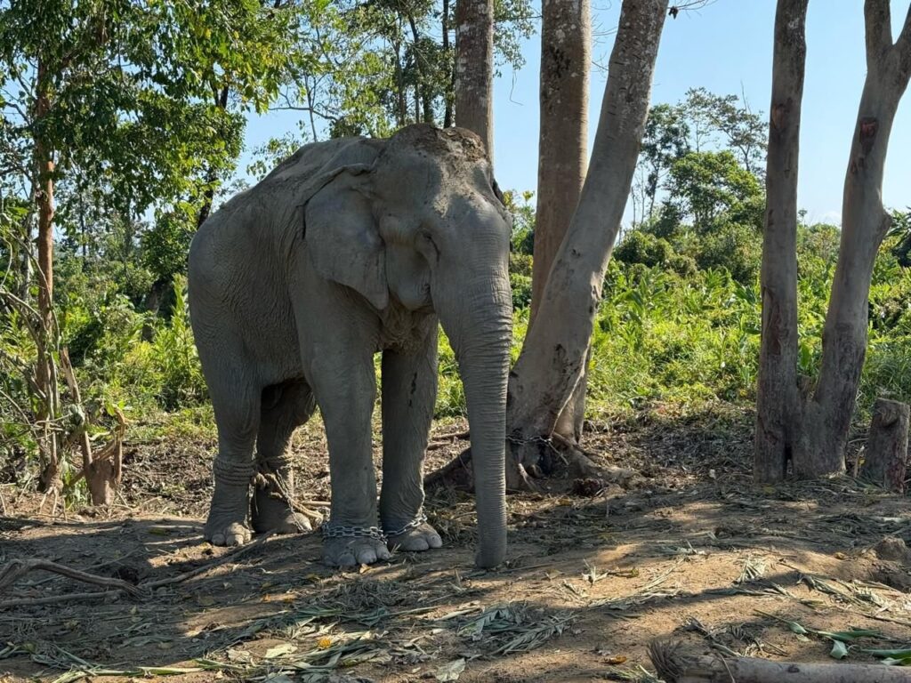 കൂപ്പുകളില്‍ നിന്ന് രക്ഷപ്പെടുത്തിയ 20 ആനകൾ കൂടി വന്‍താരയിലേക്ക്