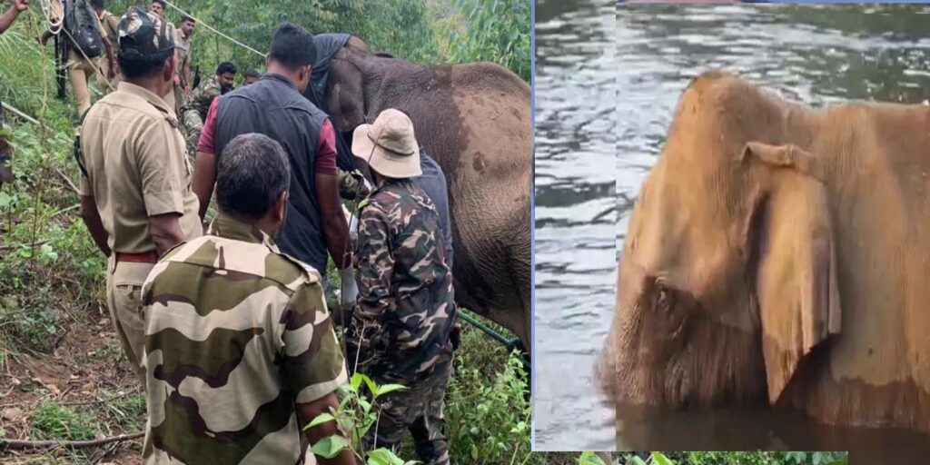 മസ്തിഷ്കത്തിൽ പരിക്കേറ്റ് ​ഗുരുതരവാസ്ഥയിൽ തുടർന്ന കാട്ടാനയെ മയക്ക് വെടി വച്ച് വനംവകുപ്പ് ; 20 അം​ഗ ദൗത്യസംഘം അതിരപ്പള്ളിയിൽ