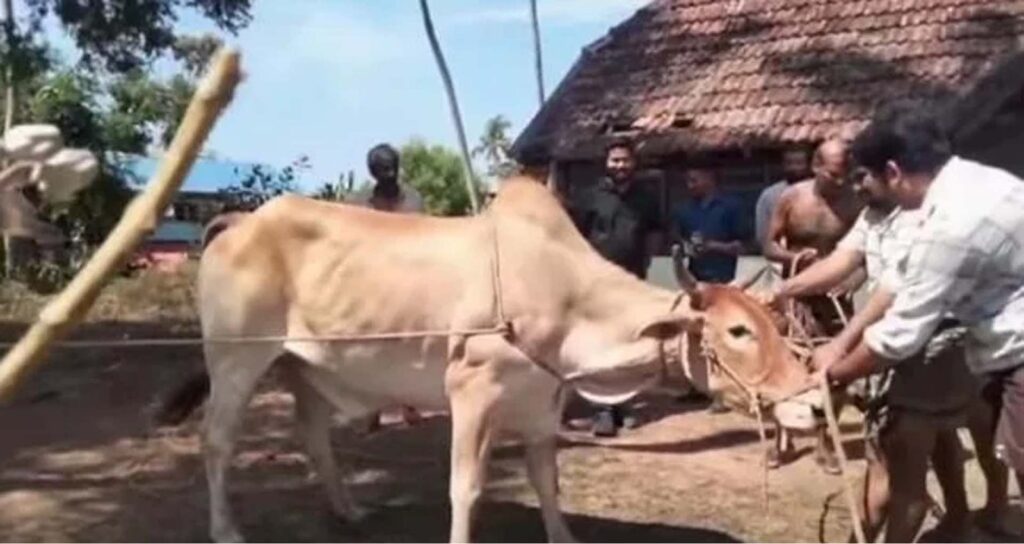 ക​ശാ​പ്പി​നാ​യി കൊ​ണ്ടു​വ​ന്ന കാ​ള വി​ര​ണ്ടോ​ടി; കുത്തേറ്റ് വീട്ടമ്മ ​ഗുരുതരാവസ്ഥയിൽ