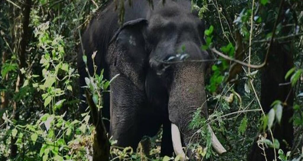 കാട്ടാനക്കലിയി‍ൽ സം​സ്ഥാ​ന​ത്ത് വീണ്ടും മരണം; തൃശൂരിൽ ആന ചവിട്ടേറ്റ് മരണം