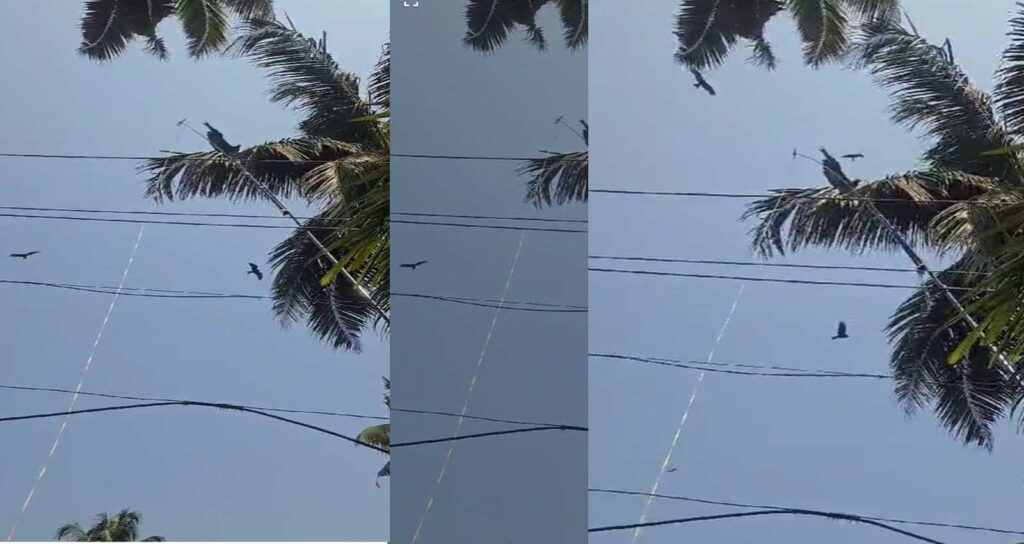 പട്ടത്തിന്റെ പ്ലാസ്റ്റിക്ക് നൂലിൽ കുരുങ്ങിയ പരുന്തിന് രക്ഷകരായി കെ.എസ്.ഇ.ബി ജീവനക്കാർ‌