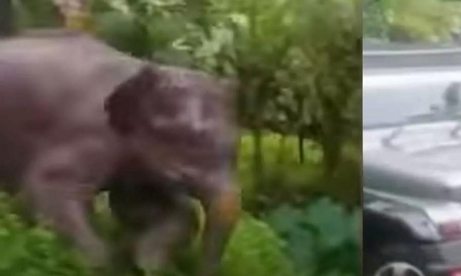 കുറ്റ്യാടിയെ ഭീതിയിലാക്കിയ കുട്ടിയാനയെ മയക്കുവെടി വയ്ക്കാനൊരുങ്ങി വനം വകുപ്പ്