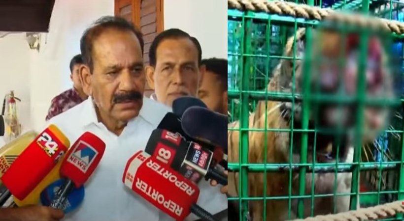 കാളികാവിലെ നരഭോജി കടുവയെ കടത്താനുള്ള വനം വകുപ്പ് നീക്കത്തിൽ വന്‌‍ പ്രതിഷേധം; വെടിവച്ച് കൊല്ലണമെന്ന് പ്രദേശവാസികൾ; കടുവയെ കാട്ടിലേക്ക് അയക്കില്ലെന്ന് വനംമന്ത്രി
