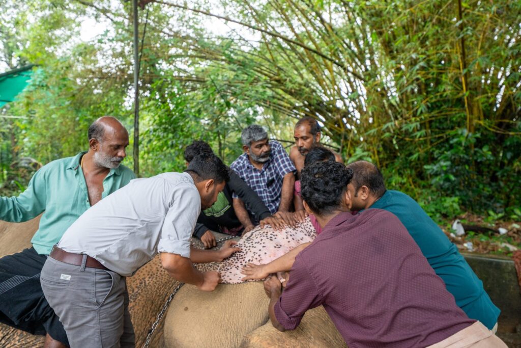 പുതുപ്പള്ളി സാധുവിന്റെ വയറ്റിൽ കണ്ടെത്തിയത് 32 കിലോ എരണ്ടക്കെട്ട്; മരണമുഖത്ത് നിന്ന് കൊമ്പനെ രക്ഷിച്ച് വൻതാര