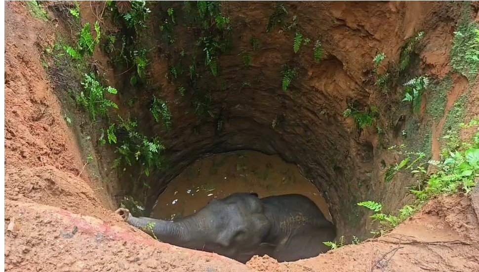 എ​റ​ണാ​കു​ള​ത്ത് കാ​ട്ടാ​ന കി​ണ​റ്റി​ൽ വീ​ണു; പ്ര​തി​ഷേ​ധ​വു​മാ​യി നാ​ട്ടു​കാ​ർ
