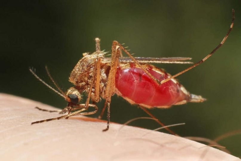 മലപ്പുറത്ത് വീണ്ടും മലമ്പനി: മൂന്ന് പേർക്ക് സ്ഥിതീകരിച്ചു