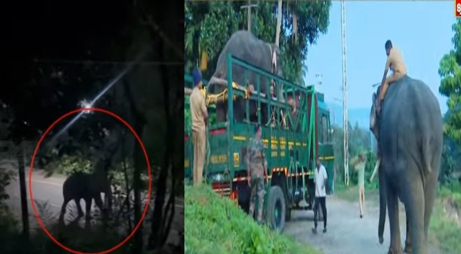 കുതിരാനിൽ ജനവാസ മേഖലയിൽ കാട്ടുകൊമ്പൻ; തുരത്താൻ ദൗത്യവുമായി വനം വകുപ്പ്