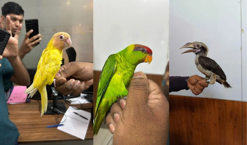 ബാ​ഗേജിൽ വിദേശപക്ഷികളെ കടത്തിയ ദമ്പതികൾ കൊച്ചി വിമാനത്താവളത്തിൽ കസ്റ്റംസ് പിടിയിൽ