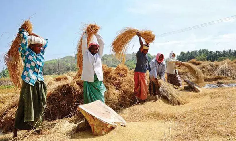 നെല്ല് സംഭരണത്തിന് സഹകരണ- കർഷക കേന്ദ്രീകൃത ബദലുമായി സംസ്ഥാന സർക്കാർ