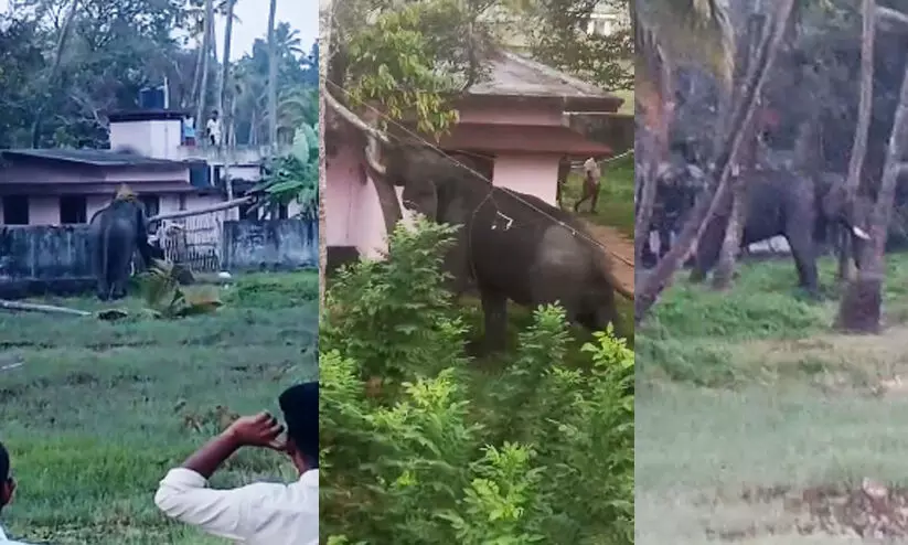 തൃശൂരിൽ ആനയിടഞ്ഞ് ഓടി; വാഹനങ്ങളും വീടും തകർത്തു