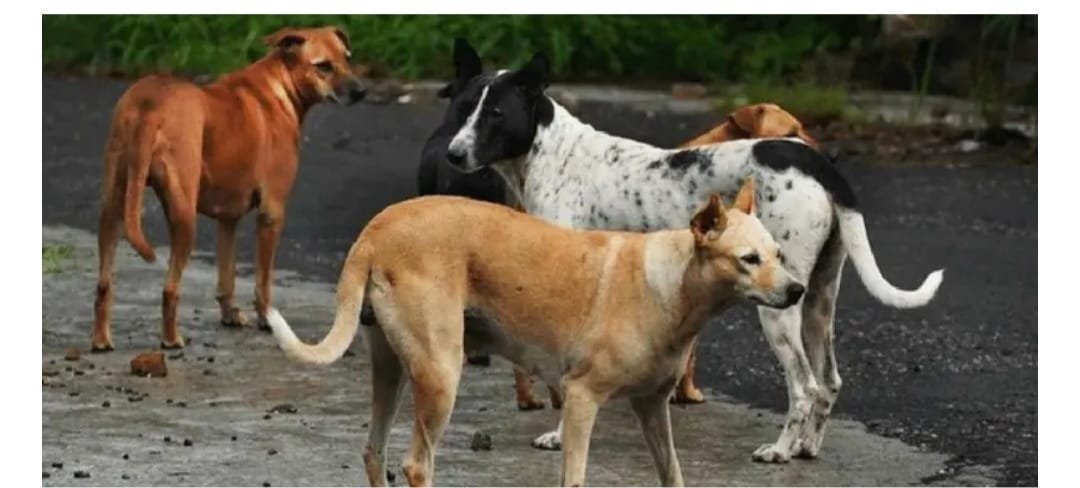 ഡ്യൂട്ടിക്കിടെ ലൈഫ് ഗാര്‍ഡിനെ തെരുവ് നായ്ക്കൾ കൂട്ടത്തോടെ ആക്രമിച്ചു