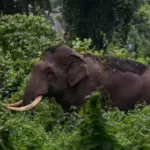 കഞ്ചിക്കോട് ജനവാസമേഖലയിൽ കാട്ടാനയിറങ്ങി; ആശങ്കയിൽ നാട്ടുകാർ