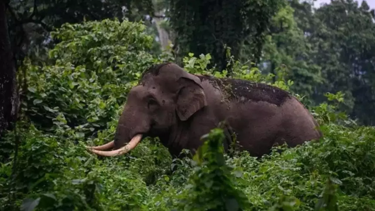 കഞ്ചിക്കോട് ജനവാസമേഖലയിൽ കാട്ടാനയിറങ്ങി; ആശങ്കയിൽ നാട്ടുകാർ