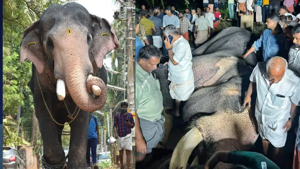 ഈരാറ്റുപേട്ടയിൽ ഇടിമിന്നലേറ്റ് ആന ചരിഞ്ഞു; ചരിഞ്ഞത് ​ഗജരാജൻ പല്ലാട്ട് ബ്രഹ്മദത്തൻ