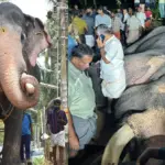 ഈരാറ്റുപേട്ടയിൽ ഇടിമിന്നലേറ്റ് ആന ചരിഞ്ഞു; ചരിഞ്ഞത് ​ഗജരാജൻ പല്ലാട്ട് ബ്രഹ്മദത്തൻ