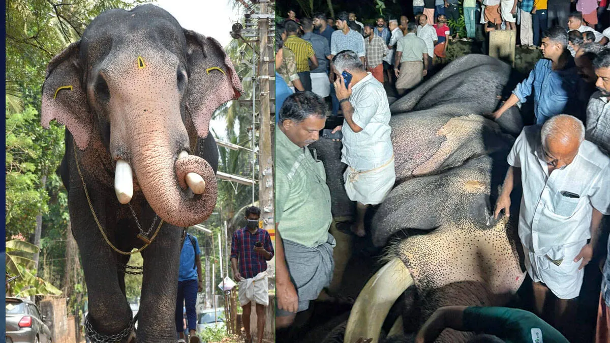 ഈരാറ്റുപേട്ടയിൽ ഇടിമിന്നലേറ്റ് ആന ചരിഞ്ഞു; ചരിഞ്ഞത് ​ഗജരാജൻ പല്ലാട്ട് ബ്രഹ്മദത്തൻ